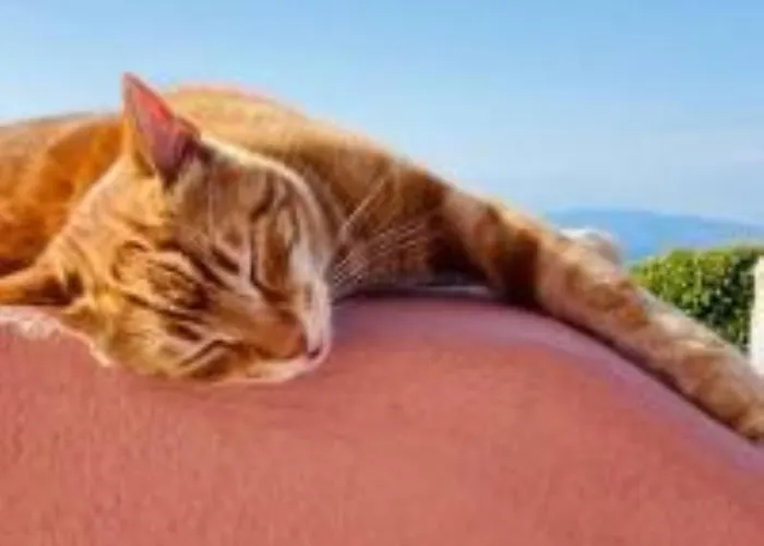 Apartmán Christa's Oia