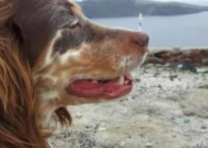 Christa's דירה *